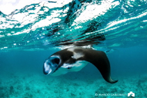 Manta Rays, Hanifaru Bay by Marco Gargiulo 